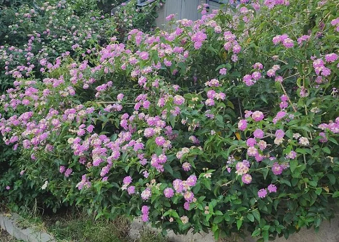 Location Bastia, U Fiumicellu. Vue Mer. Jacuzzi, Barbecue,... Pour 2 Personnes Bastia (Corsica)